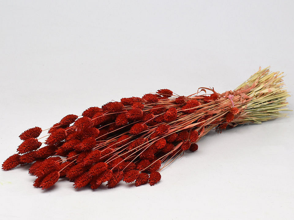 Phalaris Rood 70 cm