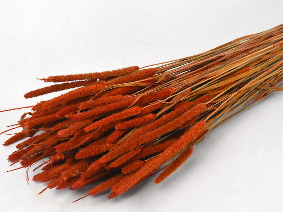 Phleum 100gr. Rost