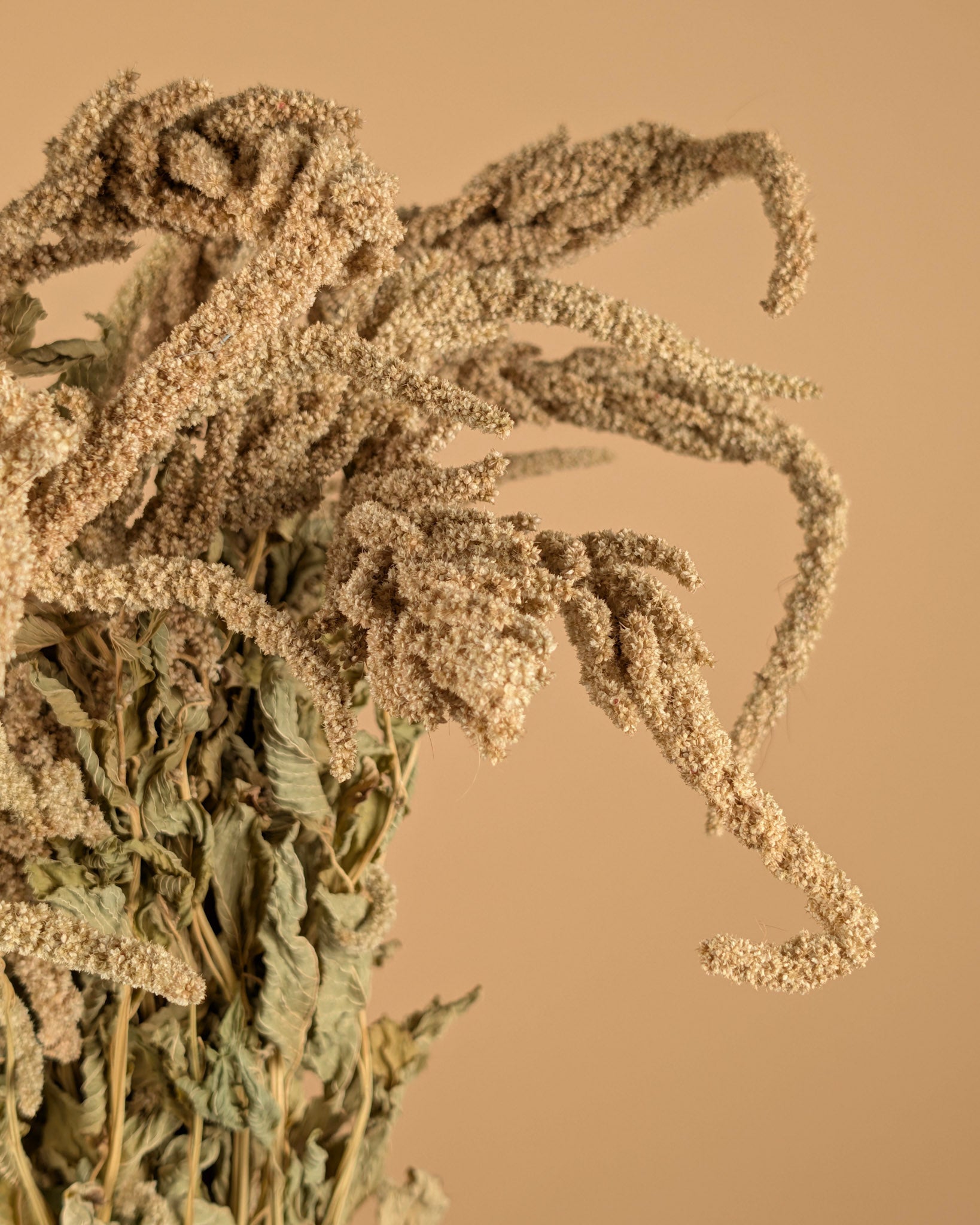 Getrockneter Amaranthus caudatus grün