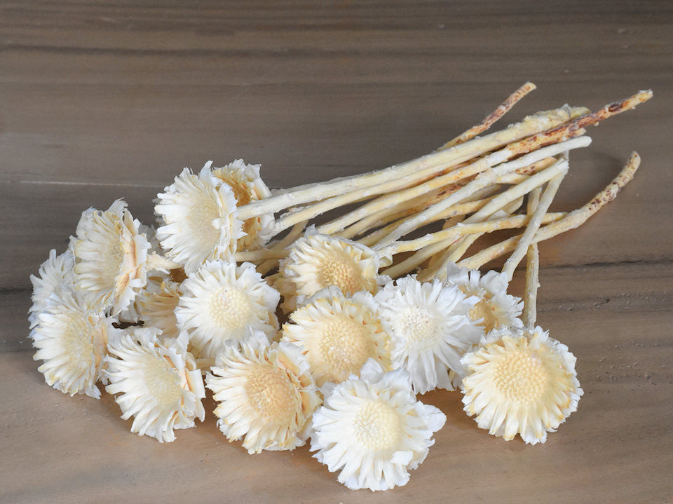 Protea Rosette bleichte 20-Pack