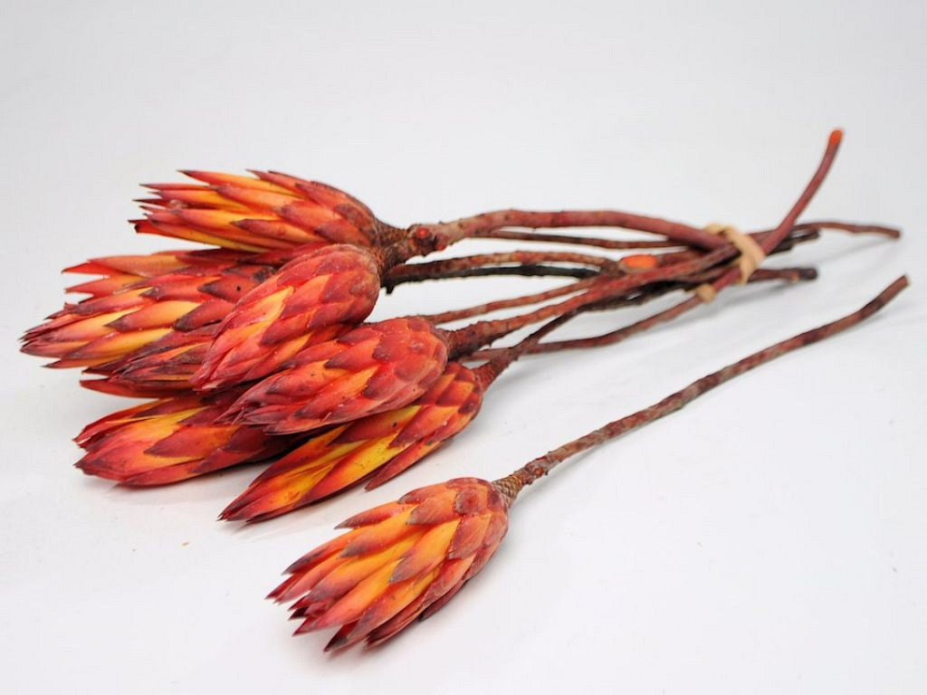 Protea Red 30-35 cm