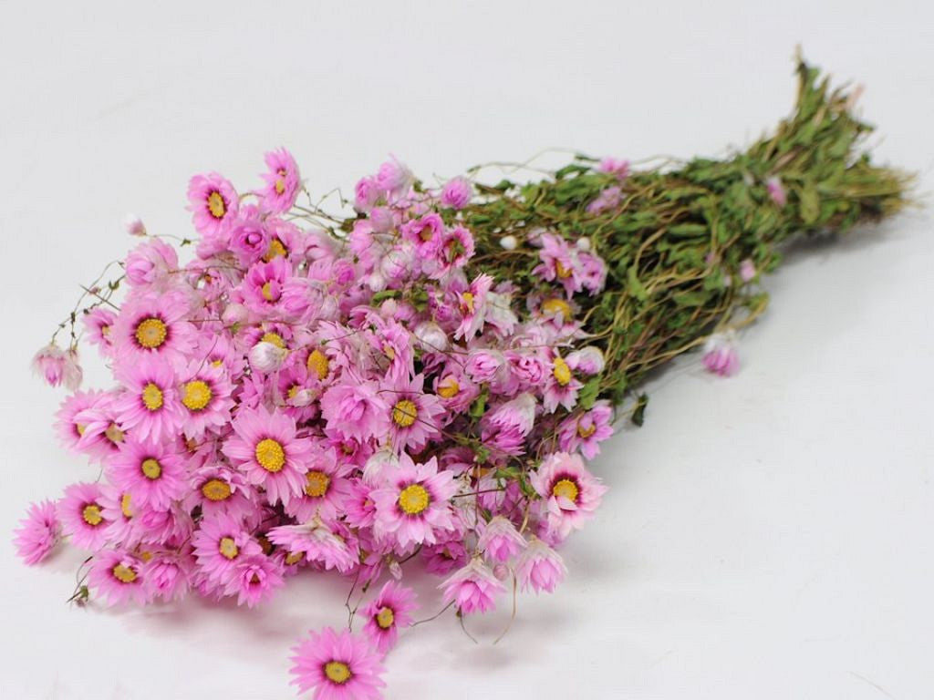 Rhodante Pink 50 cm