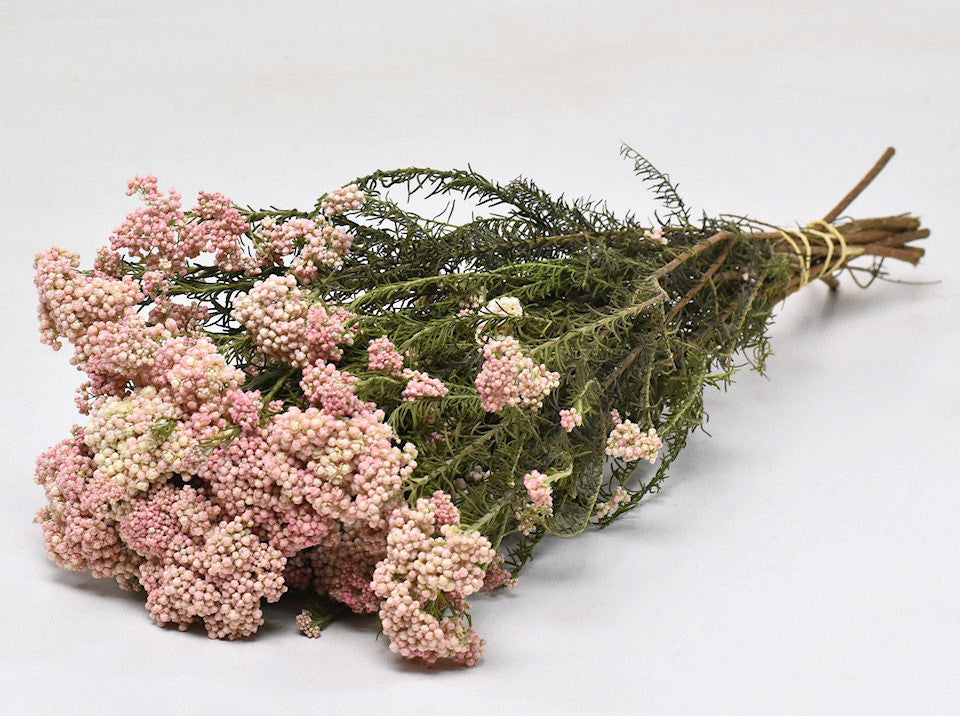 Reisblume 50 cm, 10 Stiele