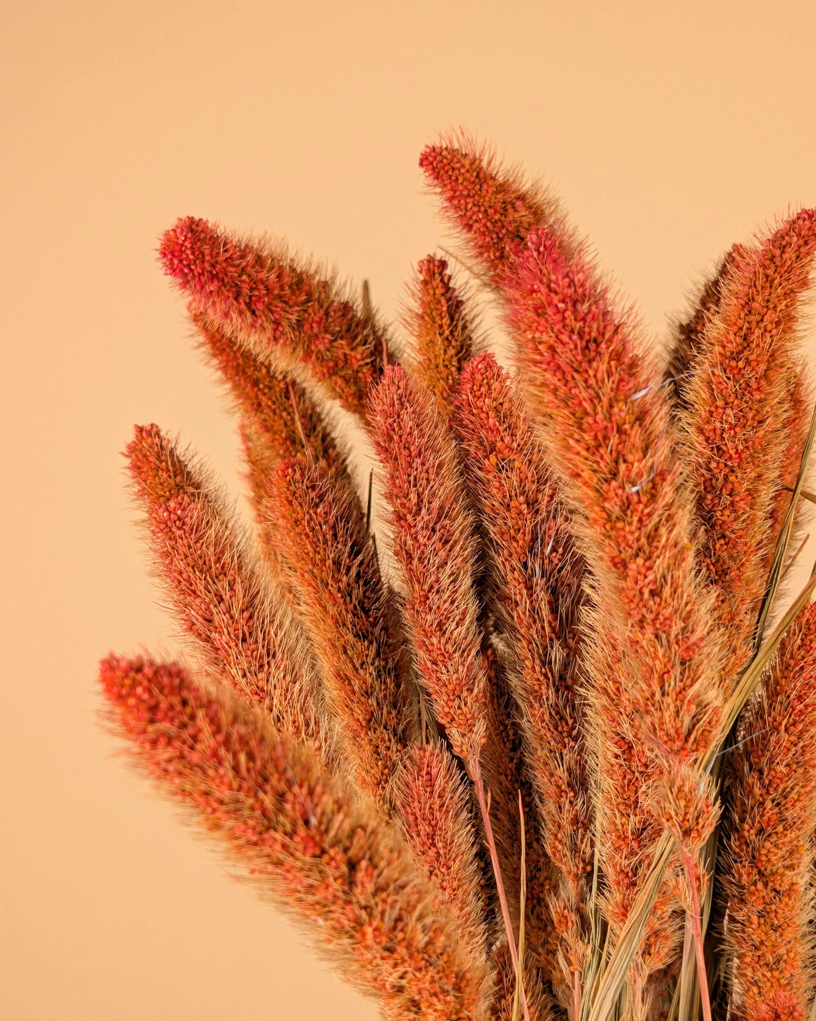 Getrocknete Setaria Orange