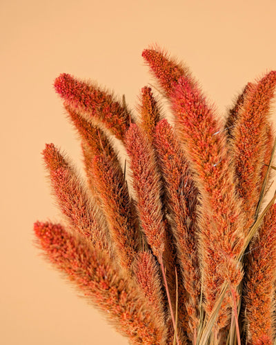 Getrocknete Setaria Orange
