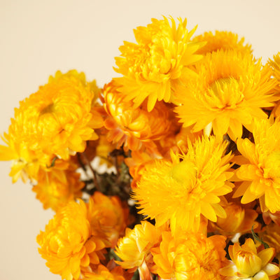Getrocknete Helichrysum gelb