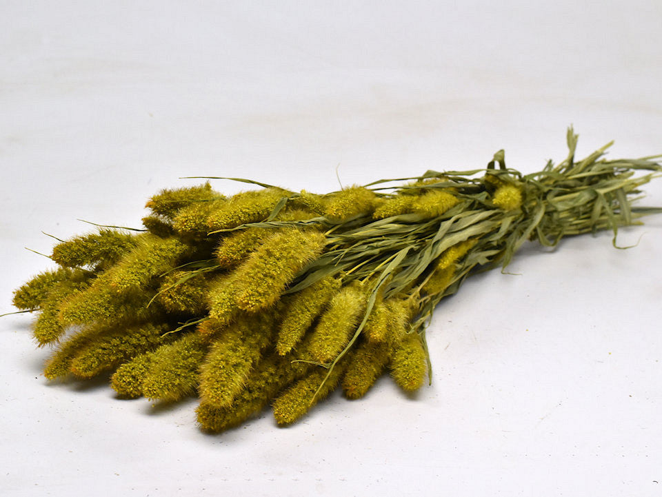 Setaria Yellow 65 cm