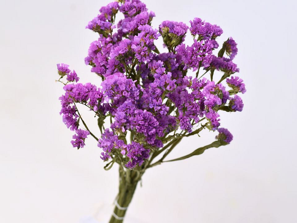 Statice Sinuata Lila