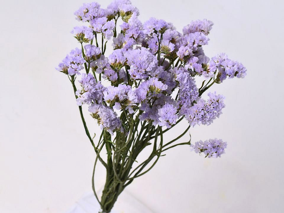 Statice Sinuata Licht violett
