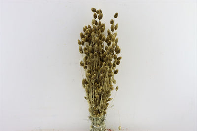 Golden getrockneter Phalararis