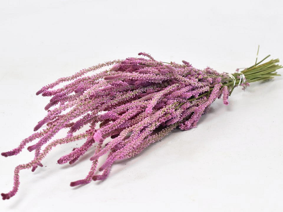 Statike SuWorowii Pink 60 cm