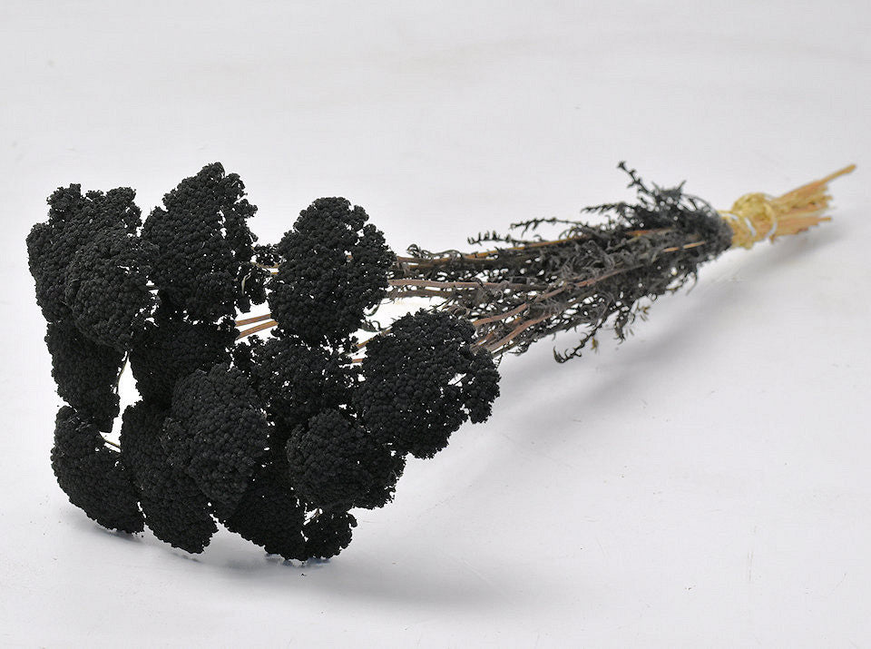 Getrocknete Achillea schwarz bemalt