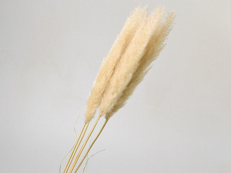 Pampas Gras Pluimen Blonde getrocknet