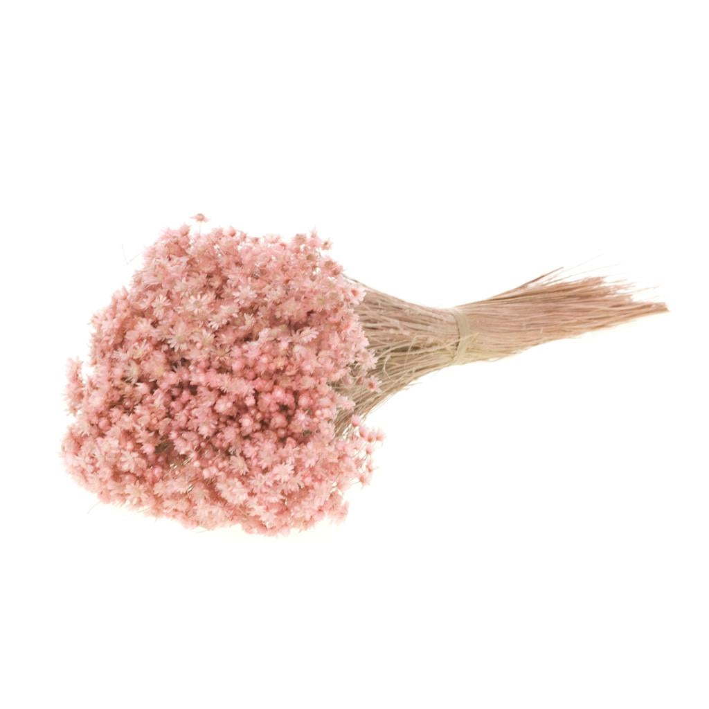 Getrocknete Marcela Pink Misty Blume