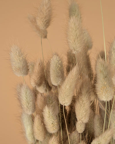 Getrockneter Lagurus ovatus (Hazenstaart)