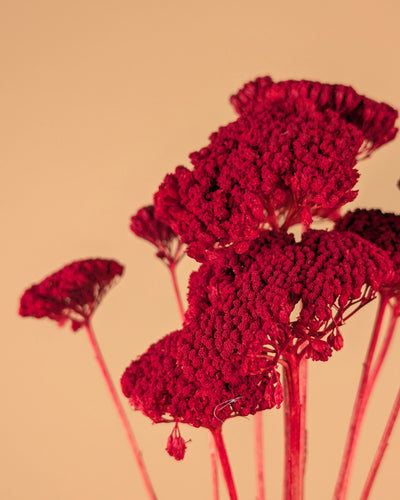 Getrocknete Achillea Parker Rot