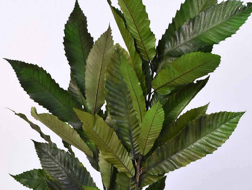 Kastanien 150gr. 60 cm grün