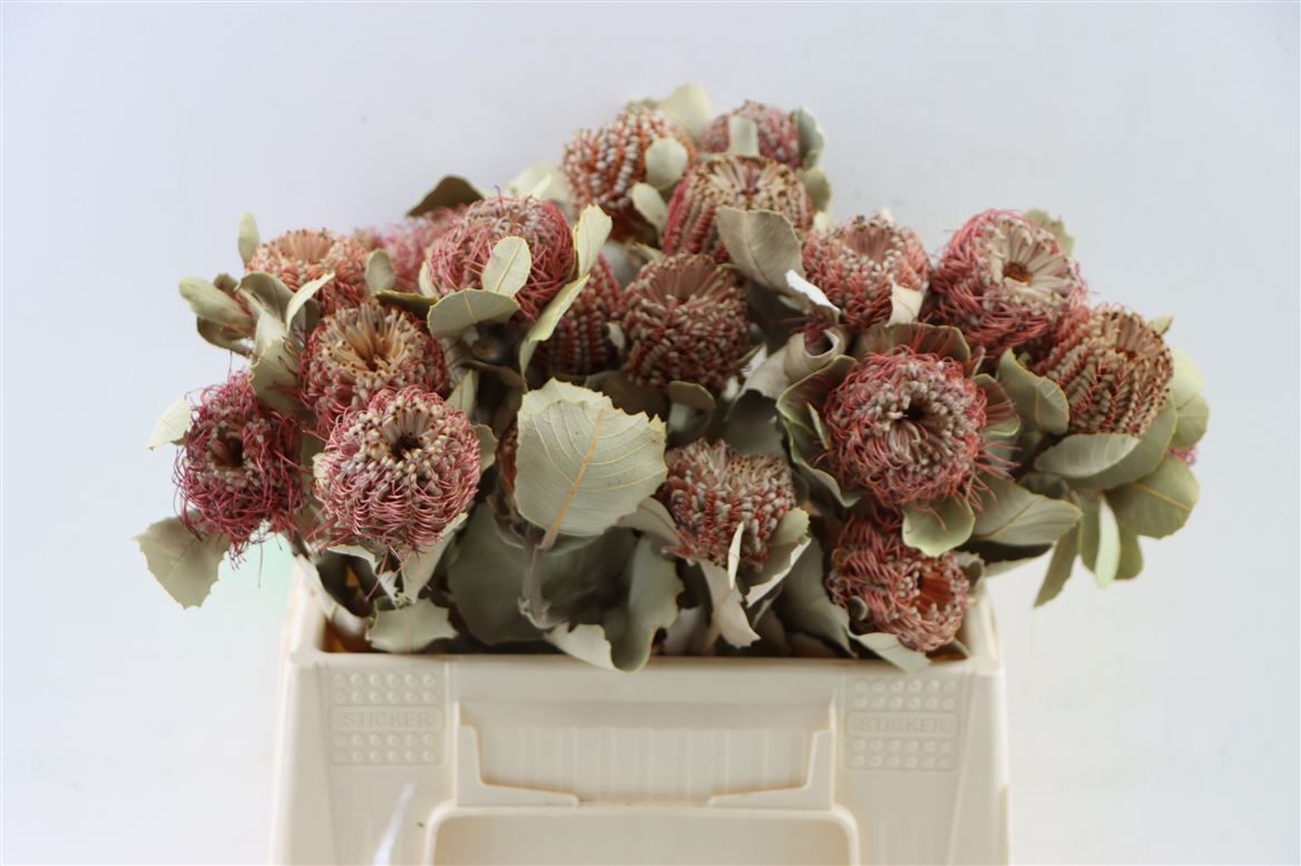 Banksia Coccinea getrocknet