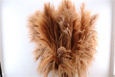 Pampas Grasfedern gefüllt Lachsrosa Pluimen xl