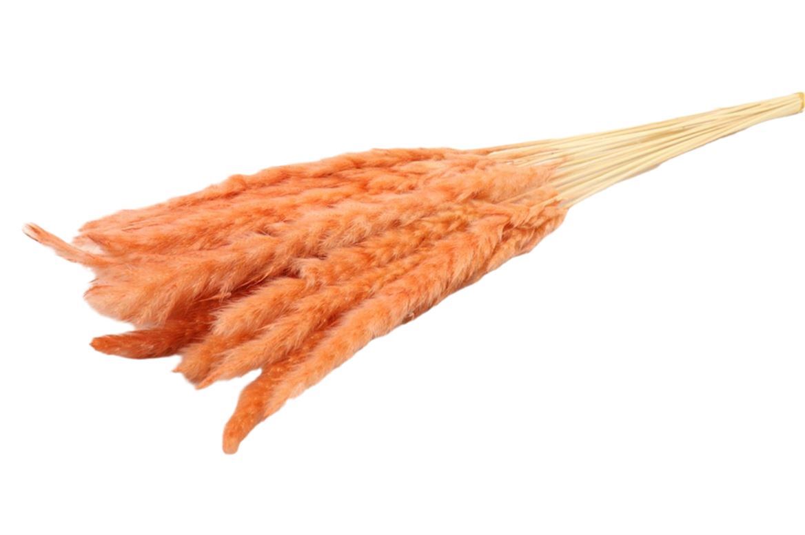 Flauschige Pampas (Miscanthus) Feder Pfirsich Pink