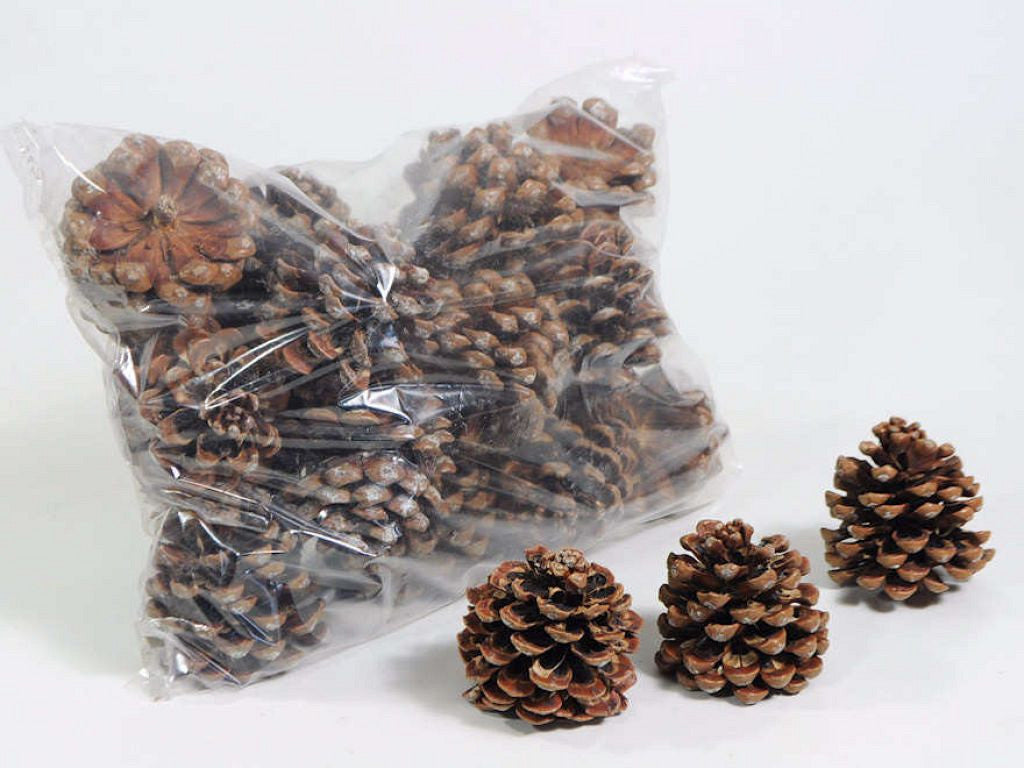 Pinus -Pinankiefel 25 Teile