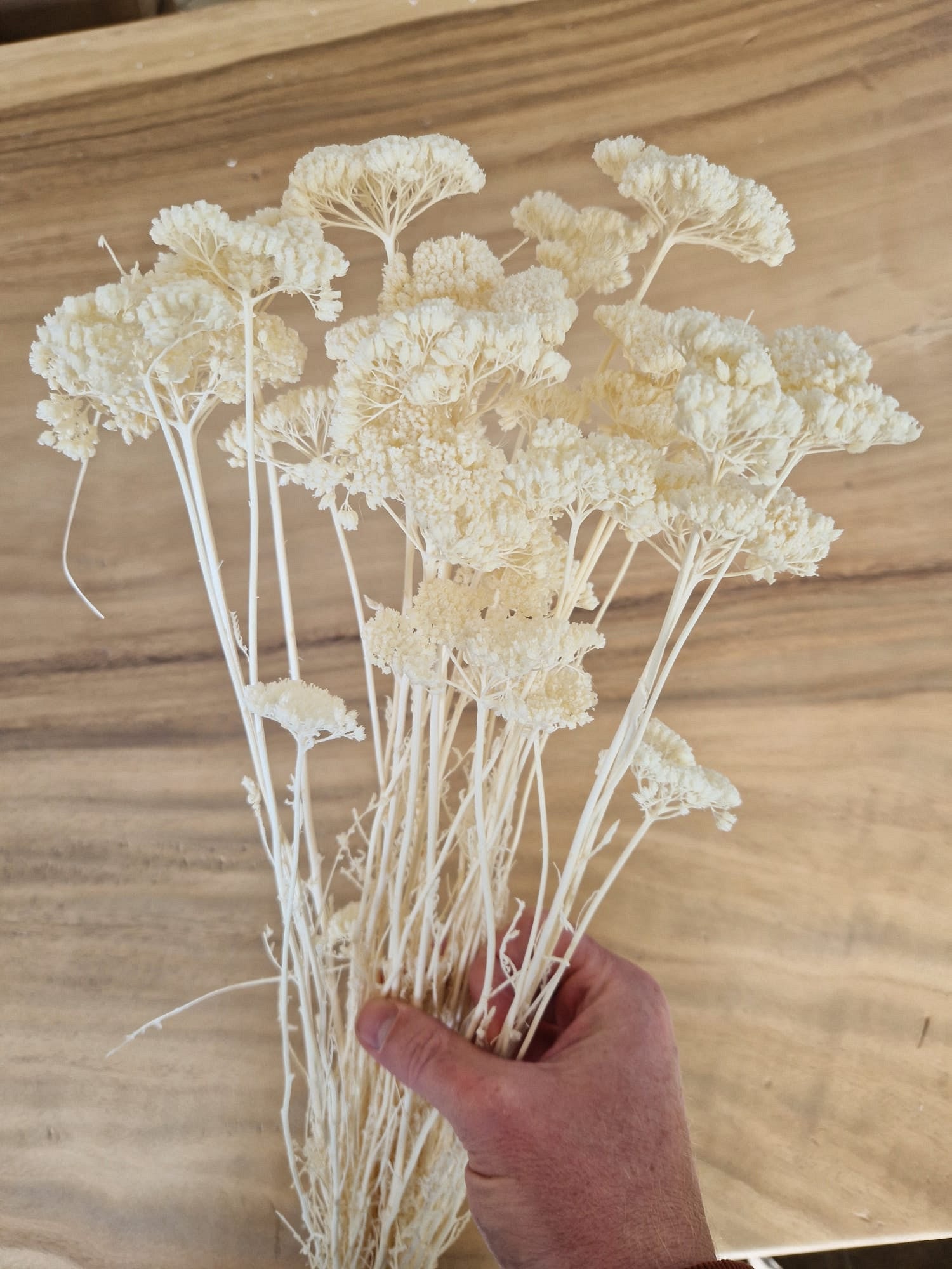 Achillea Small Bleichte 70 cm