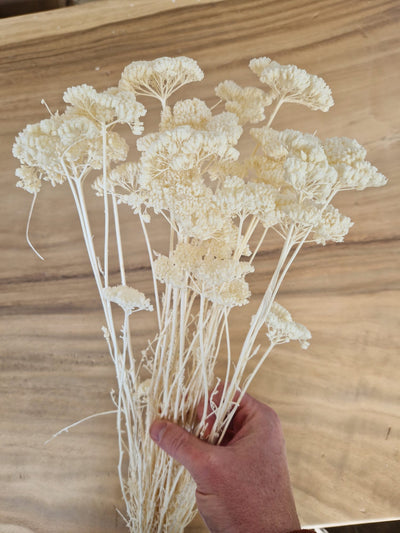 Achillea Small Bleichte 70 cm