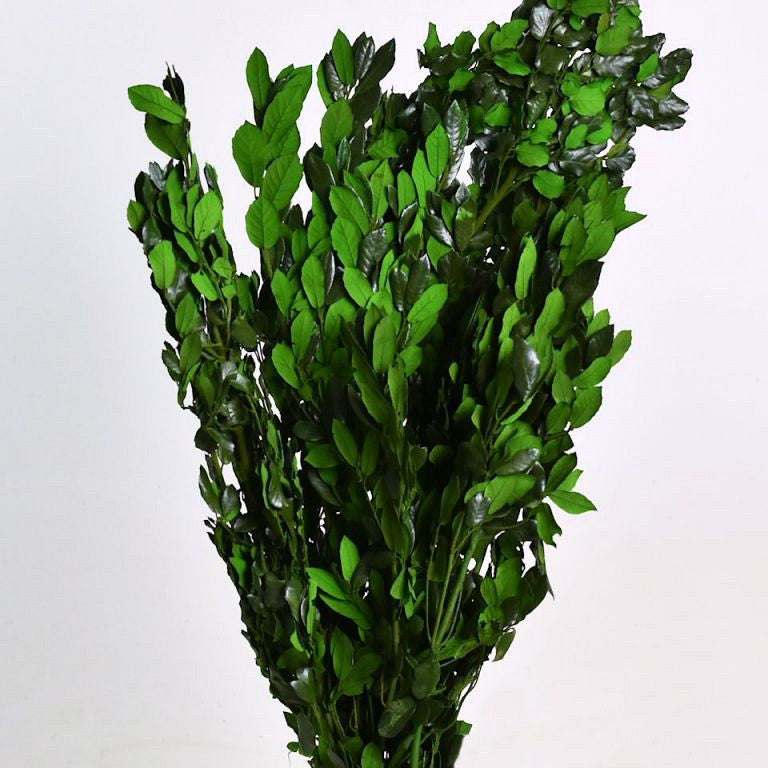 Sceek Hease Green 90 cm 1 kg.