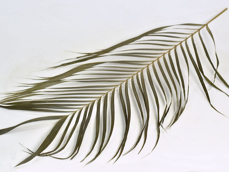 Areca -Palmblätter 60 cm