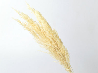 Pampas 70 cm gebleicht 10st.