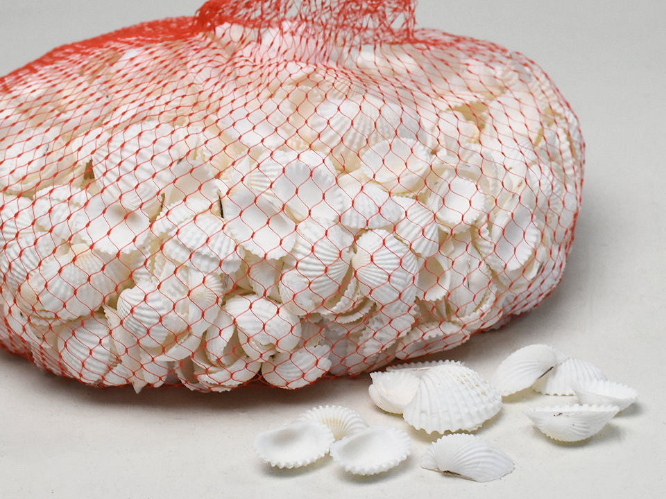 Muscheln weißer Chippi klein 1 kg