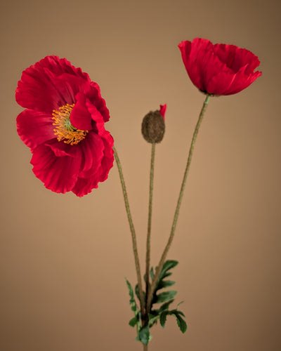 Zijde klaproos rood