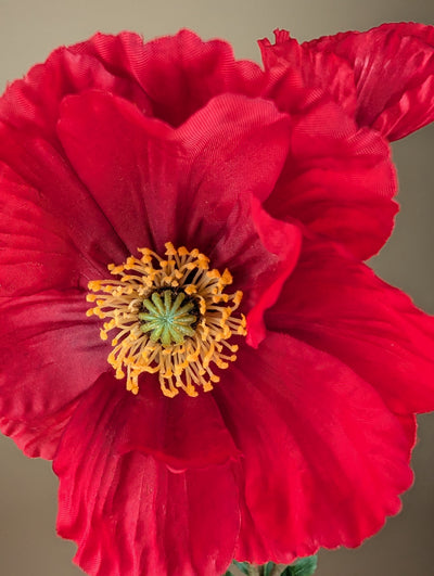 Zijde klaproos rood