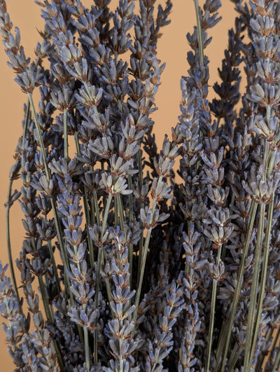 Getrocknetes Lavendel Naturalblau