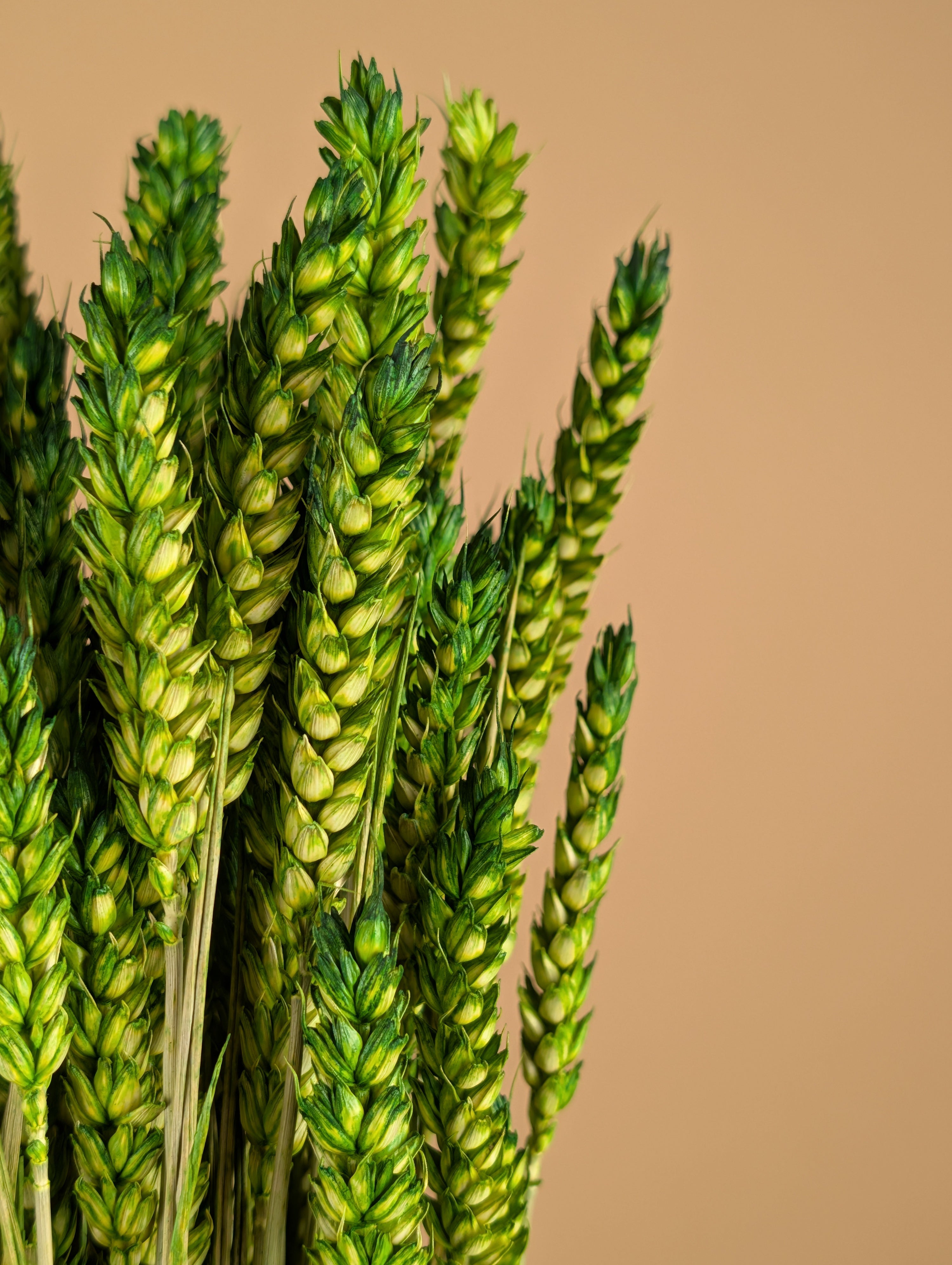 Getrockneter Weizengrün (Triticum)