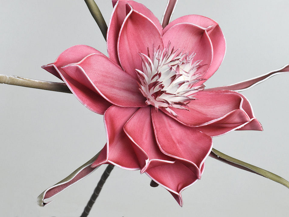 Schaumblume dunkelrosa, d 20 cm