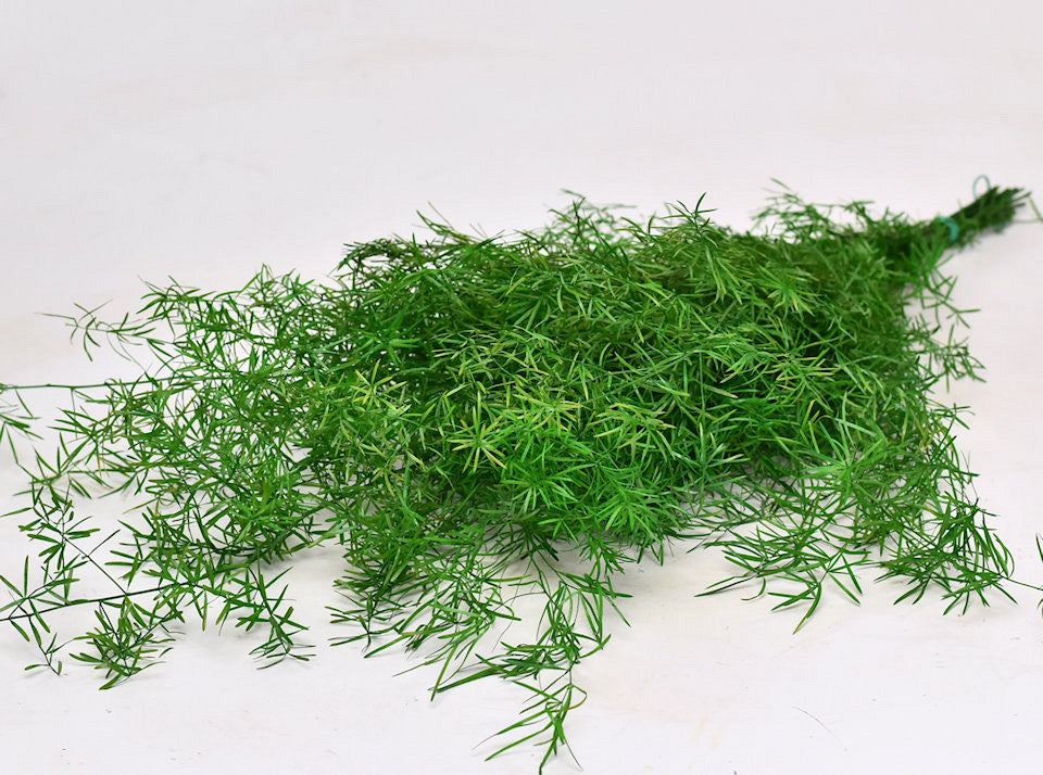 Spargel Fern H80CM