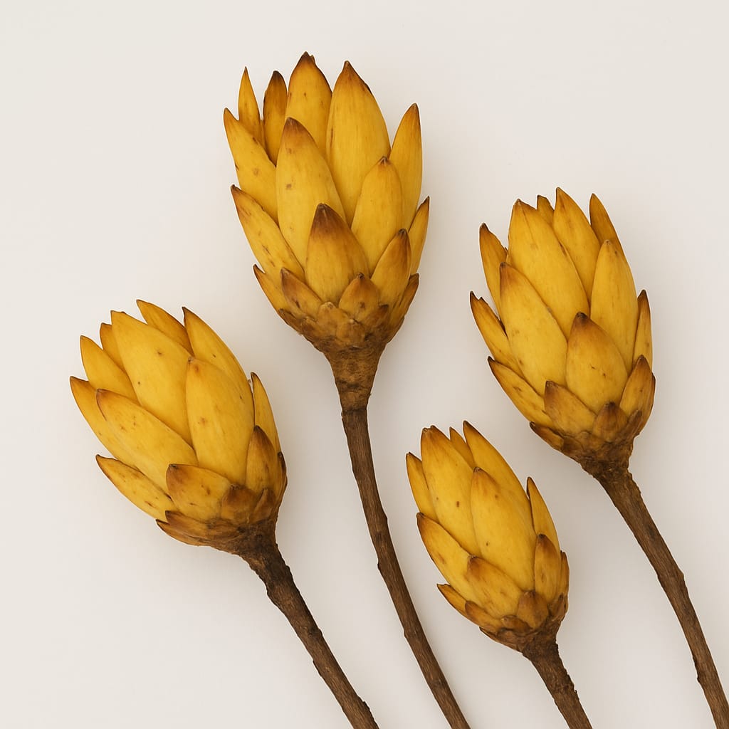 Protea rot getrocknet pro Stück