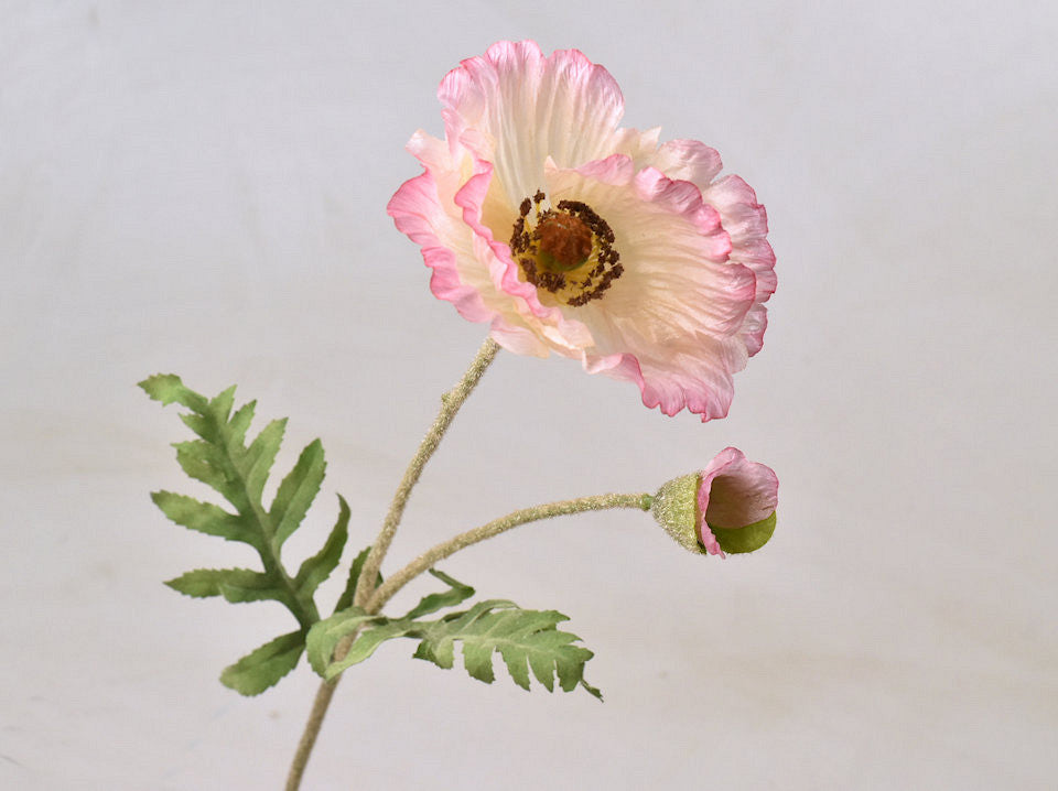 Mohn Pink 65 cm