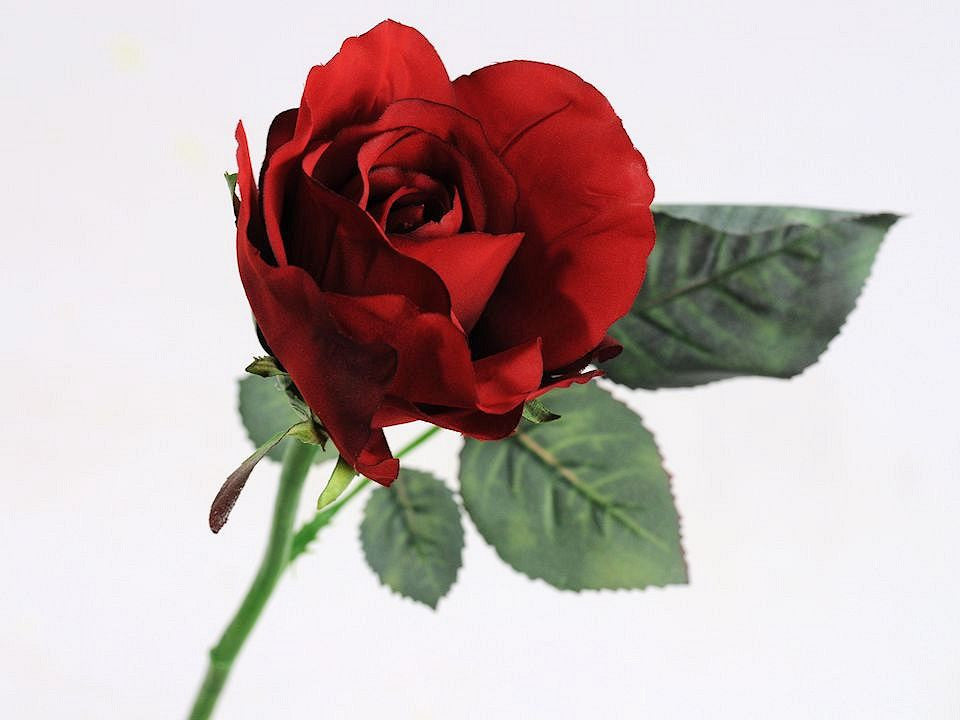 Rose Red 30 cm