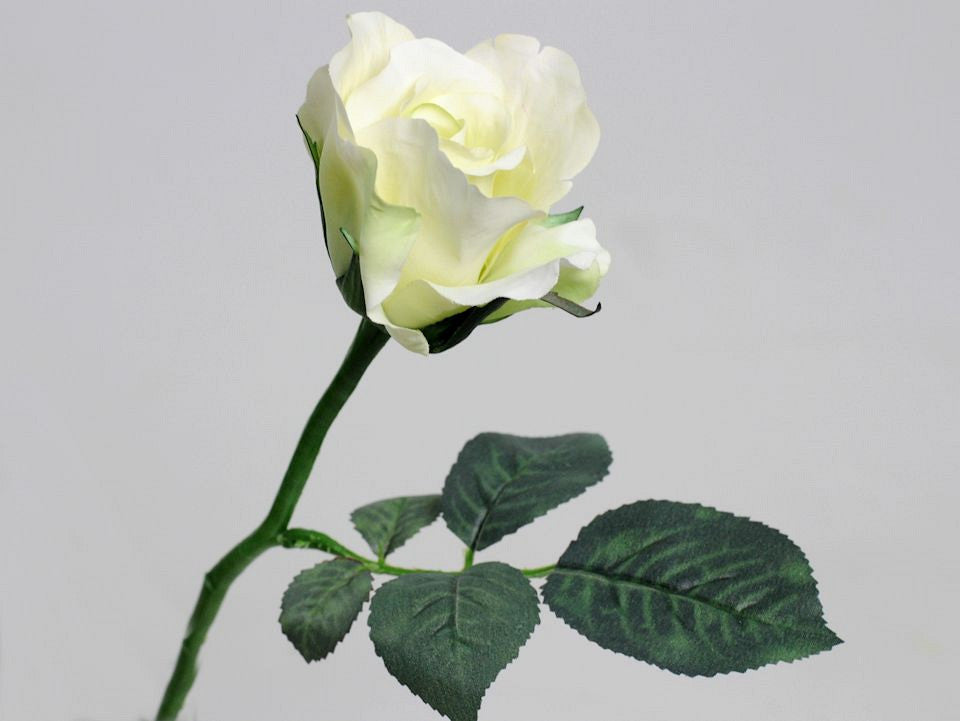 Rose Weiß 30 cm