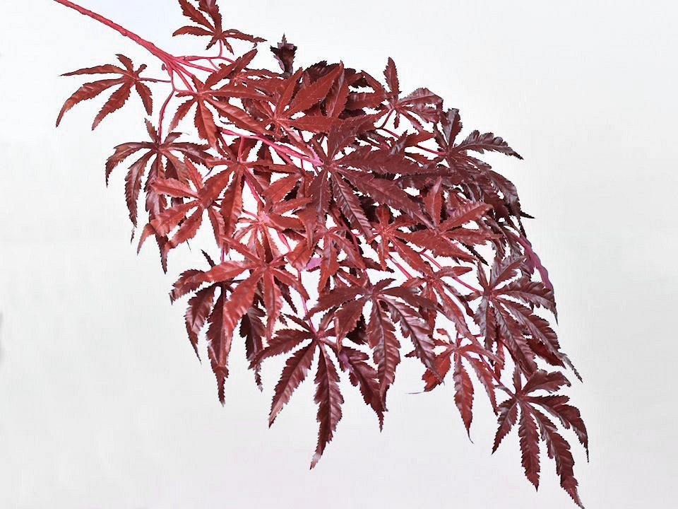 Japanischer Ahorn 70 cm rot
