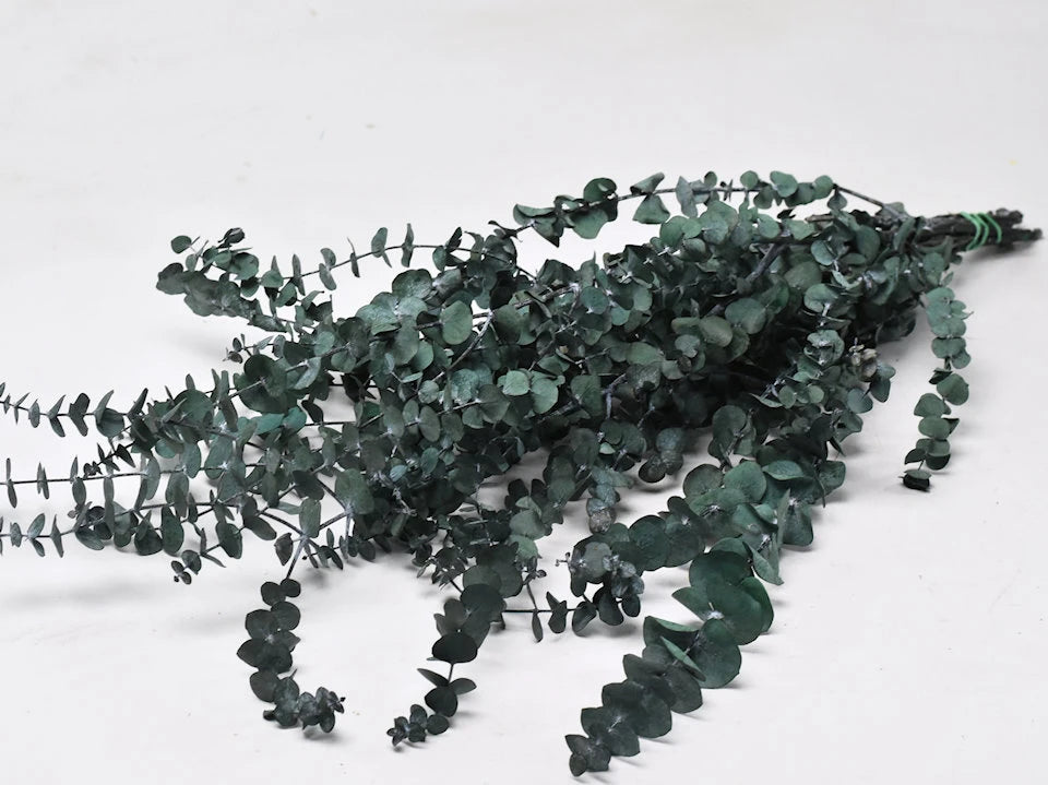 Eukalyptus Baby Moos Green erhalten erhalten
