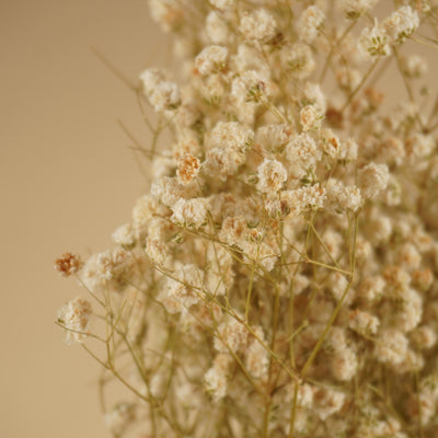 Schleierkraut (Gypsophilia) weiß naturgetrocknet