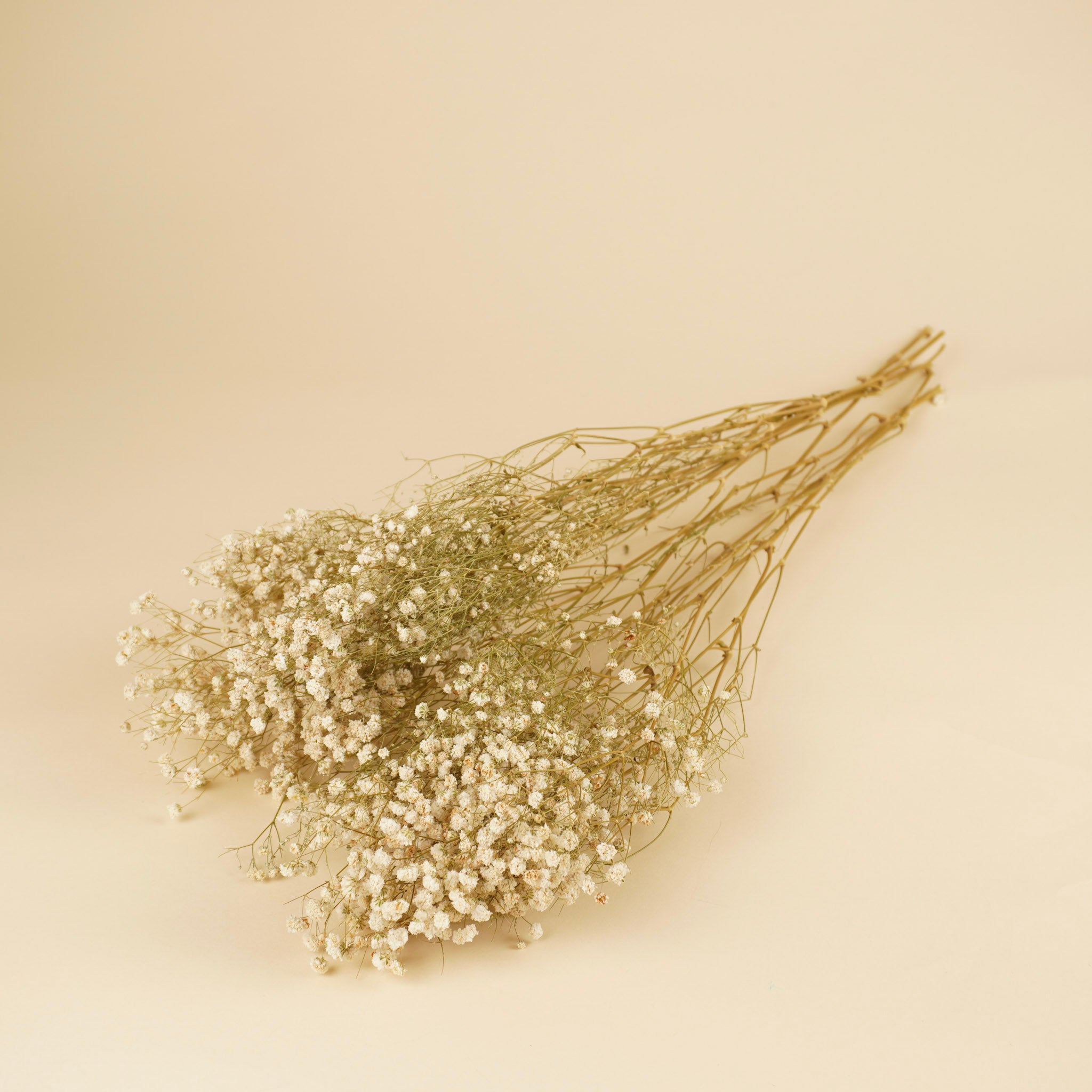 Schleierkraut (Gypsophilia) weiß naturgetrocknet