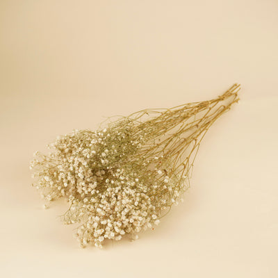 Schleierkraut (Gypsophilia) weiß naturgetrocknet