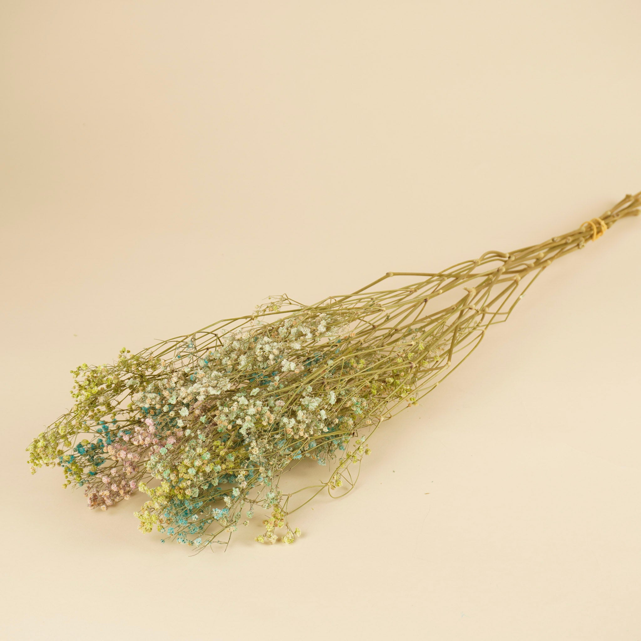 Getrocknete Gypsophila Regenbogen (Gipspraid) - verschiedene Farben