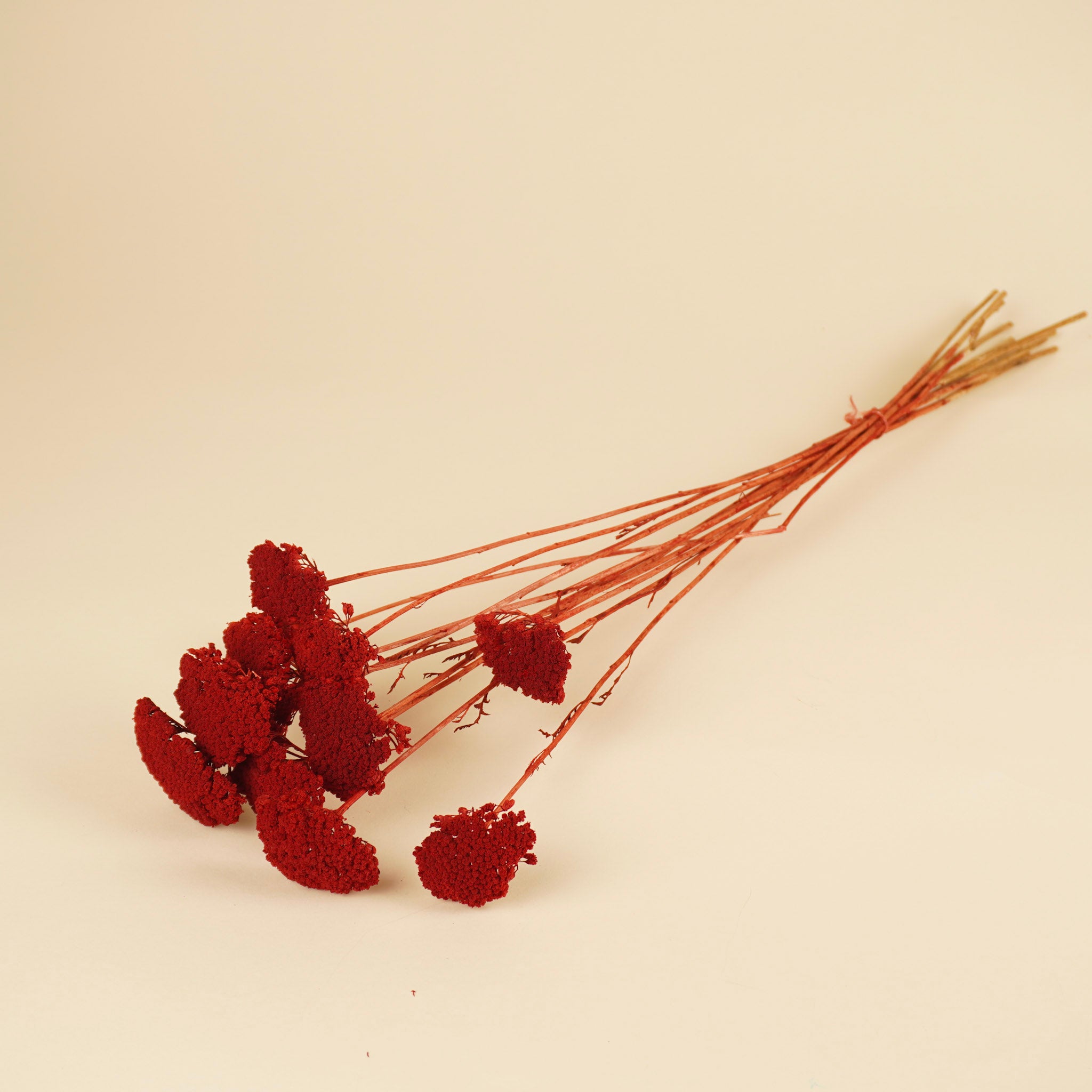 Getrocknete Achillea Parker Rot