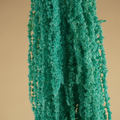 Getrocknete Amaranthus caudatus predigte Aquablau