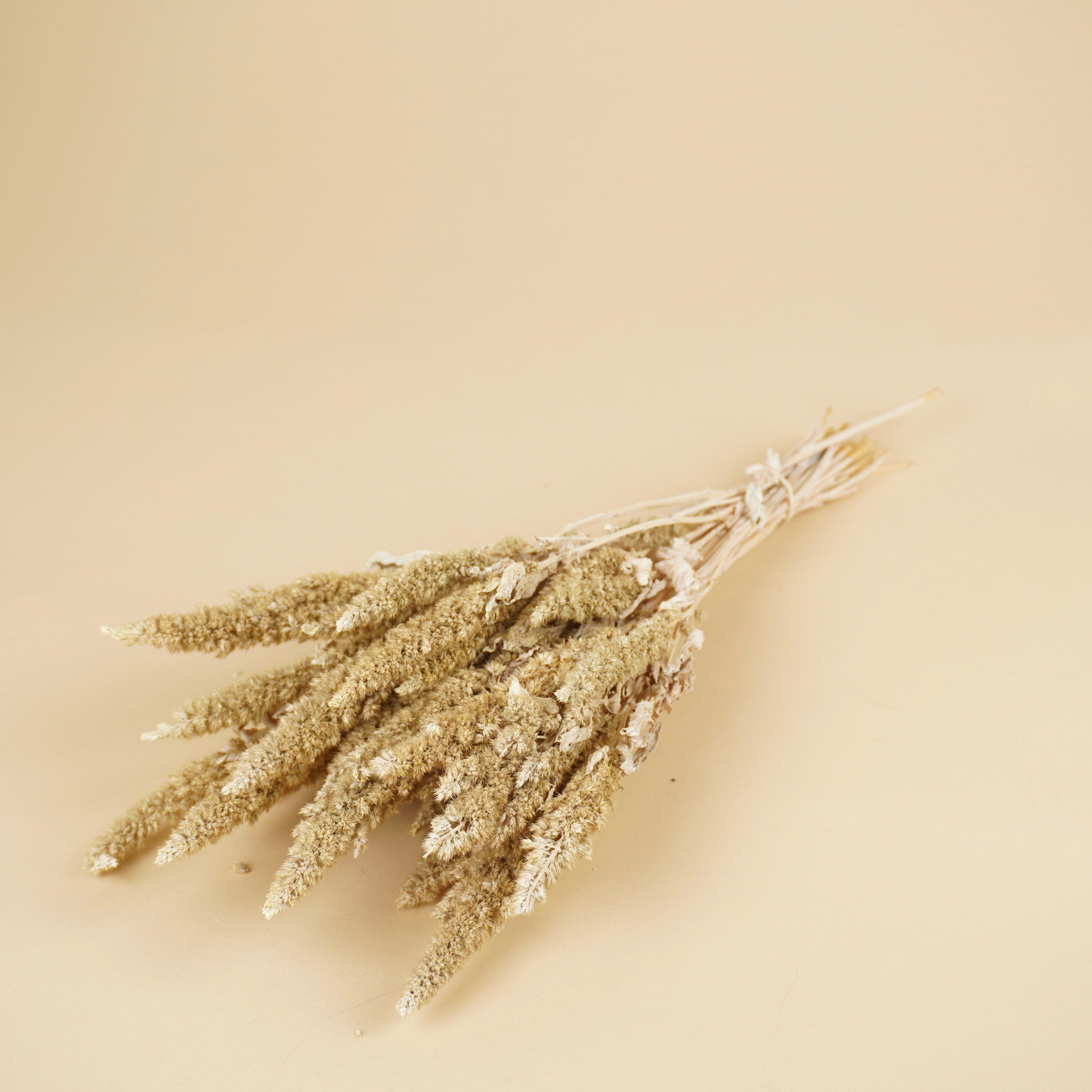 Getrocknetes Amaranthus Misty White